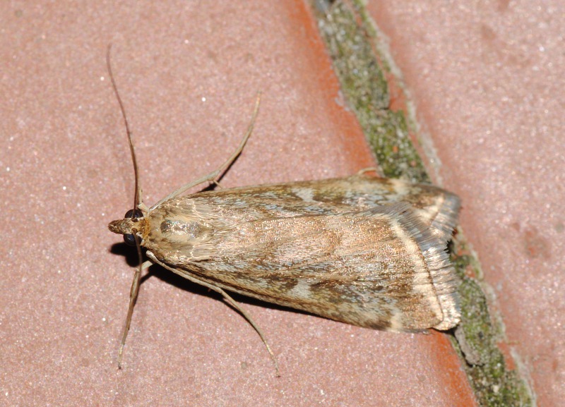 ID - Crambidae?